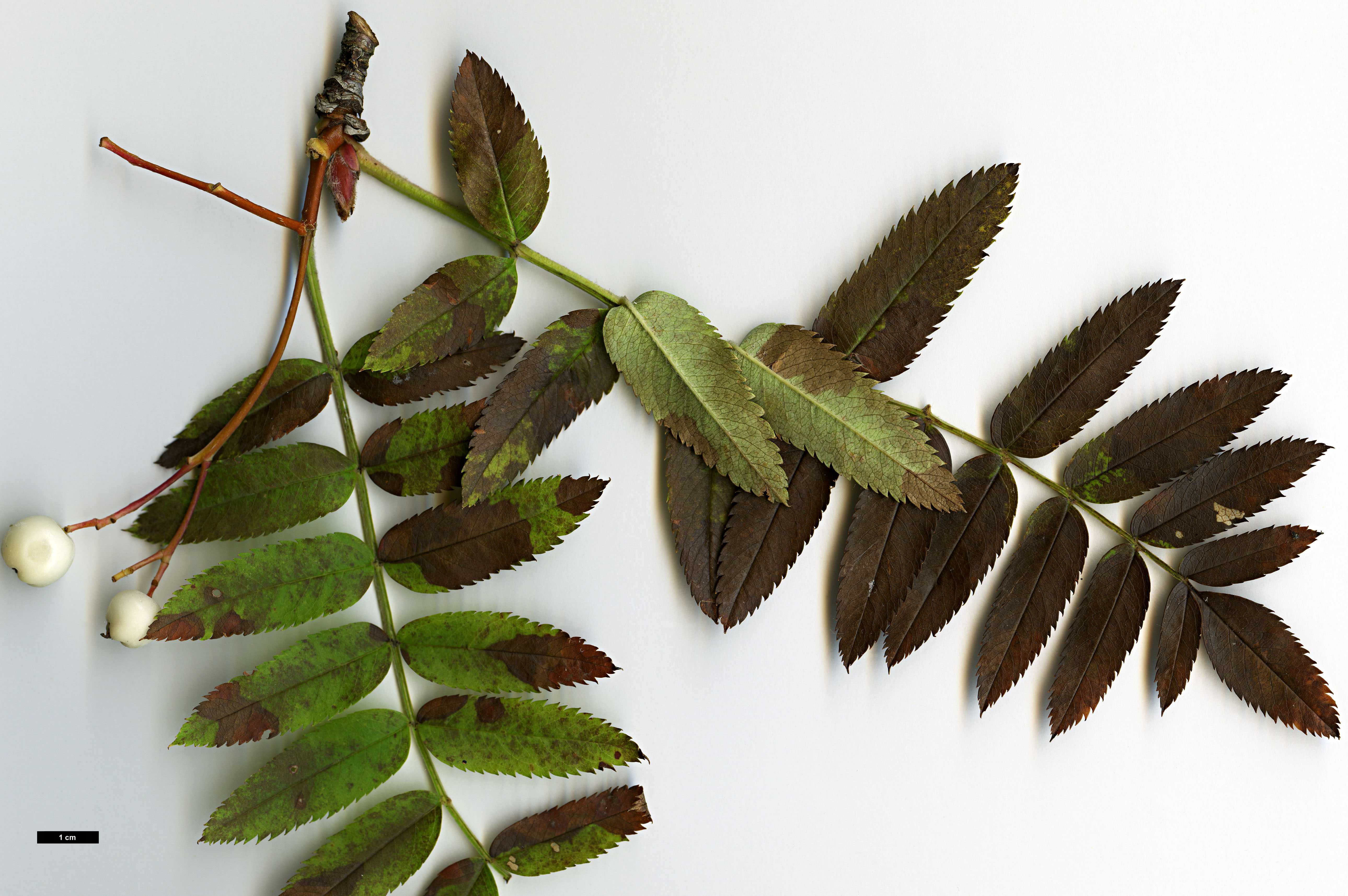 High resolution image: Family: Rosaceae - Genus: Sorbus - Taxon: cinereopubescens